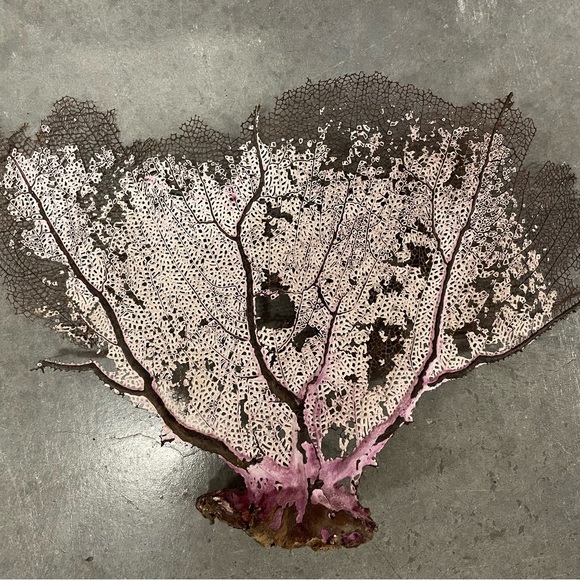 Coral sea fan